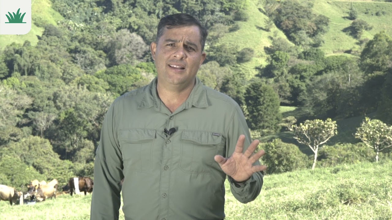 Manejo óptimo del pasto tipo Estrella Africana