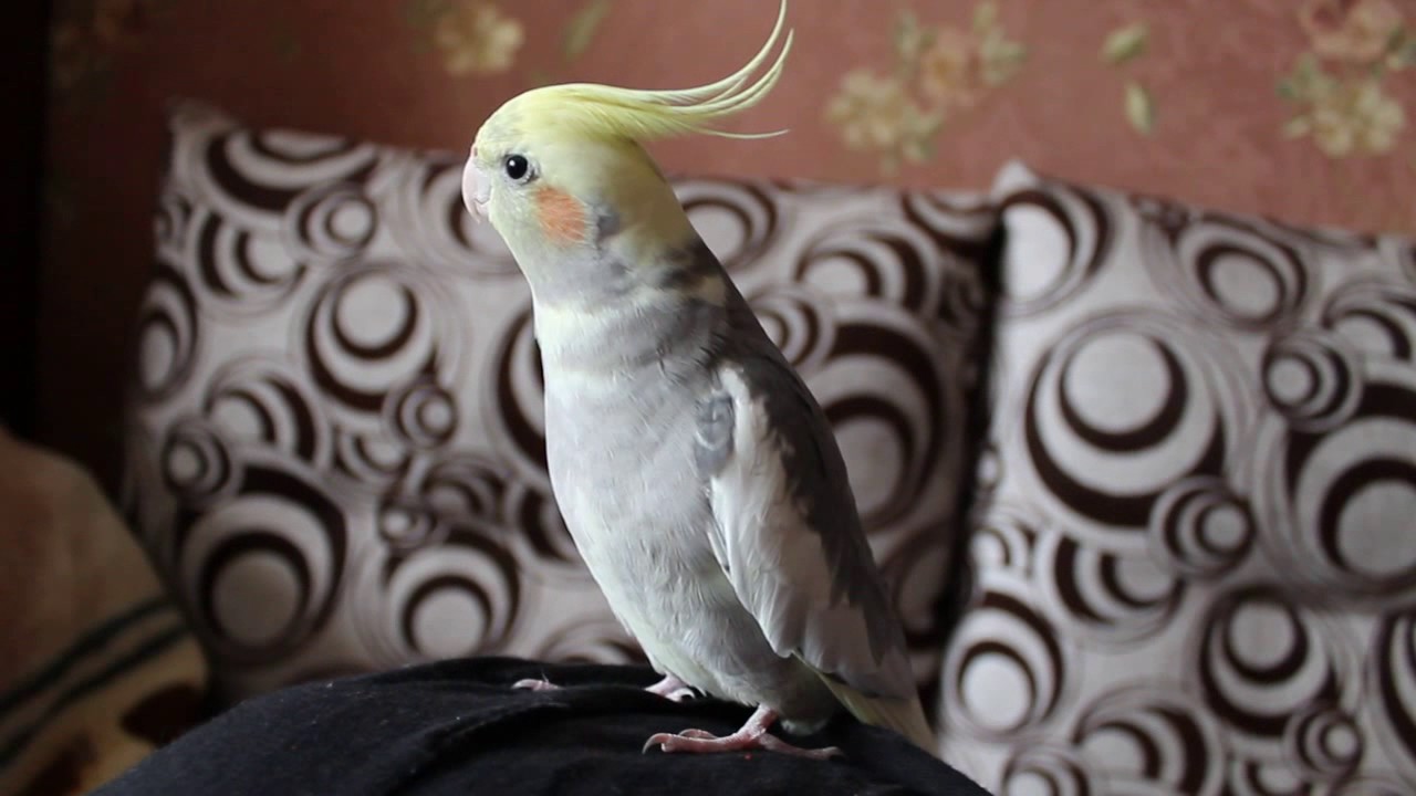 Юлик (песни поет 