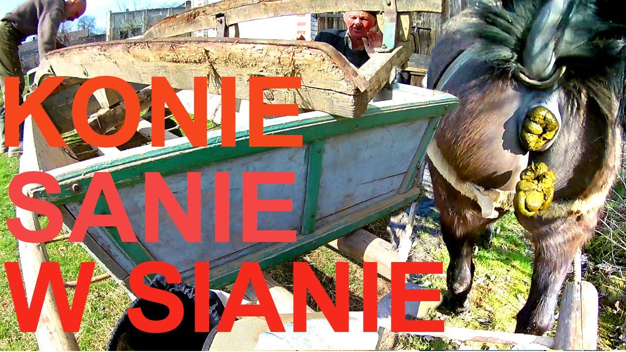 KONIE SANIE w SIANIE WÓZ DRABINIASTY