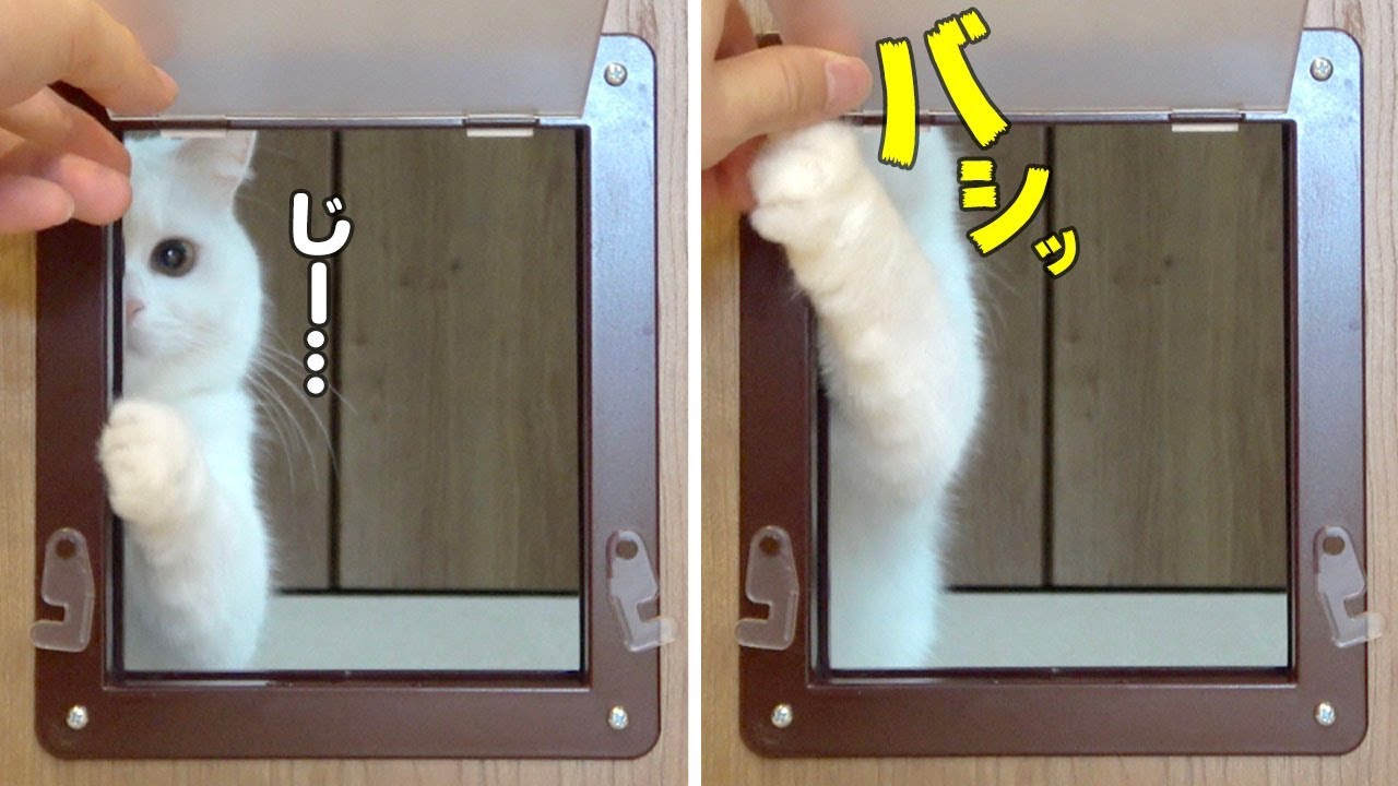 ペットドアをつけた時のうちの猫の反応が可愛すぎた…！