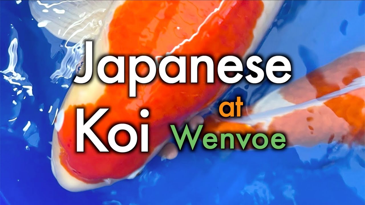 Japanese Koi at Maidenhead Aquatics Wenvoe