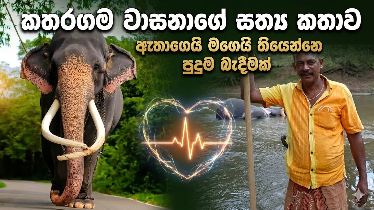 කතරගම වාසන ගැන ඇත්ගොව්වා කිව්ව කතාව kataragama wasana elephant history #miravlogs #katharagama #was