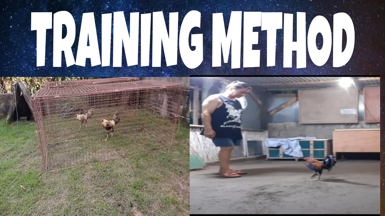 ROTATION SA PAGHAHANDA NG MANOK NA PANLABAN.