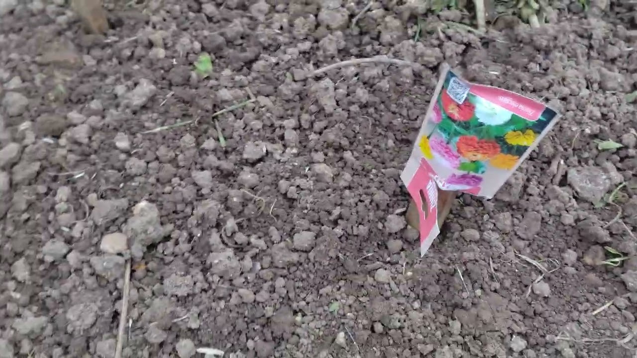 Première vidéo au potager 2026.