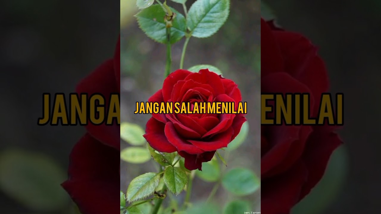  lagu pop terbaru 2026 judul lagu (Jangan Salah Menilai)