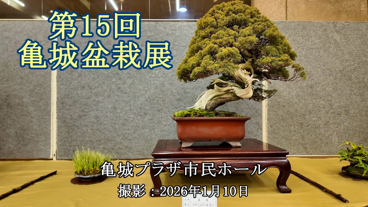 第15回亀城盆栽展 = 亀城プラザ市民ホール = [4K] The 15th Kijo Bonsai Exhibition = Kijo Plaza Civic Hall =