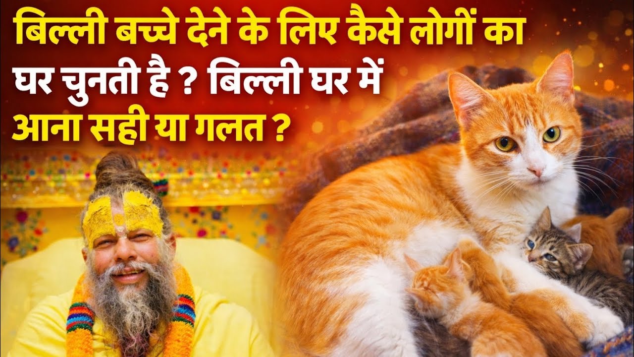 बिल्ली बच्चे देने के लिए कैसे लोगों का घर चुनती है ? बिल्ली घर में आना सही या गलत ?