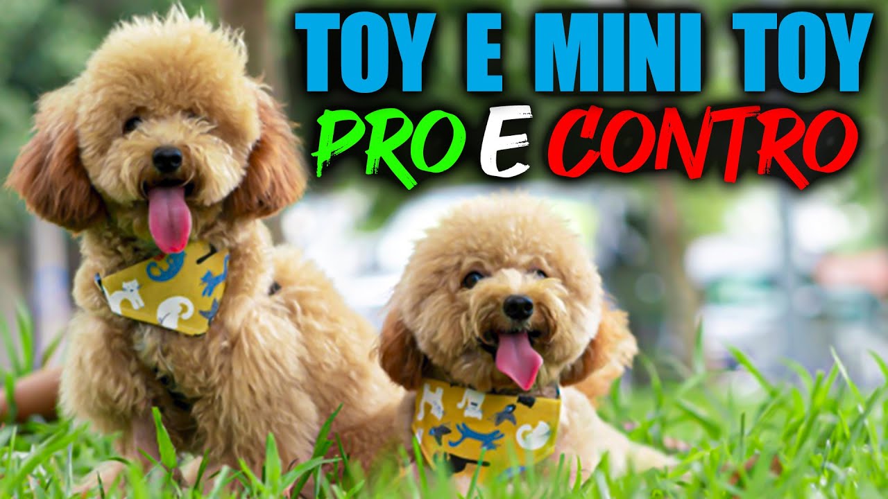 I CANI TOY E MINI TOY: CARATTERISTICHE E CURIOSITÀ - SWEET PAW