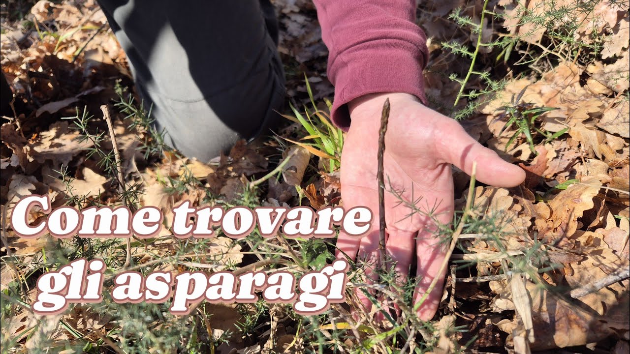 Asparagi selvatici, ecco come riconoscerli