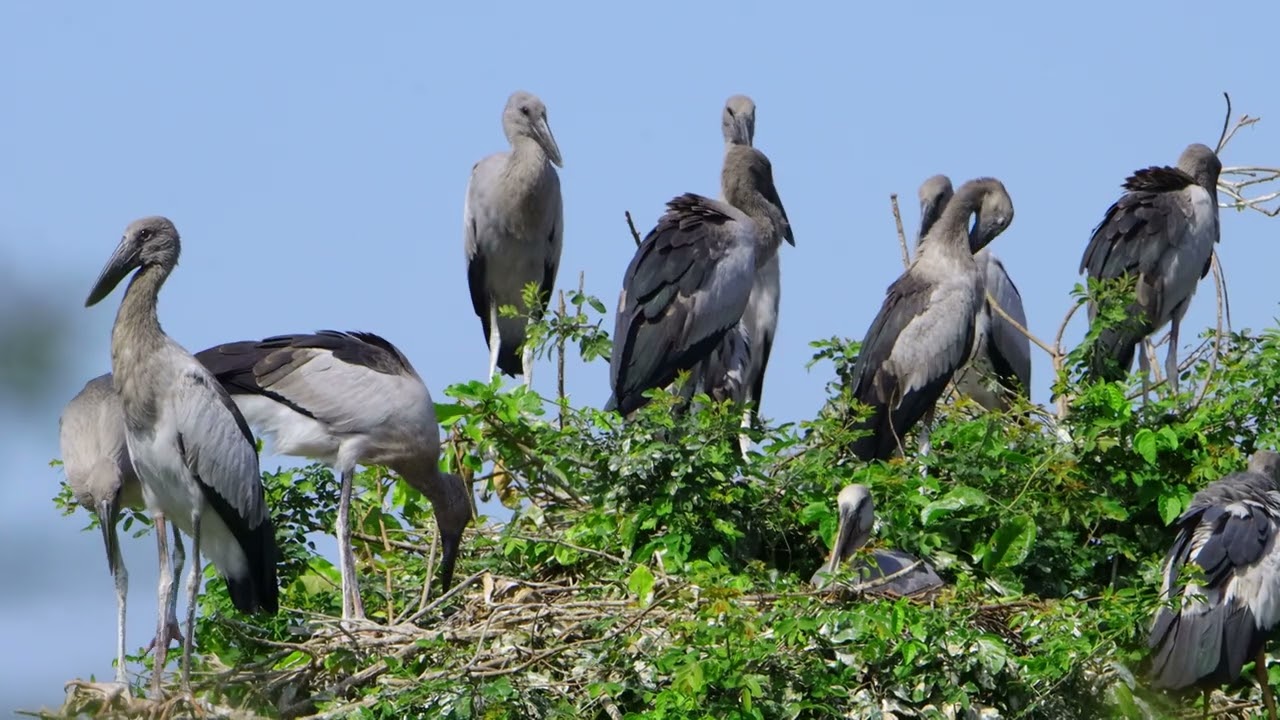 Mystery Of Bird Life Living at Flooded Forest  In The Beautiful World  the 00194