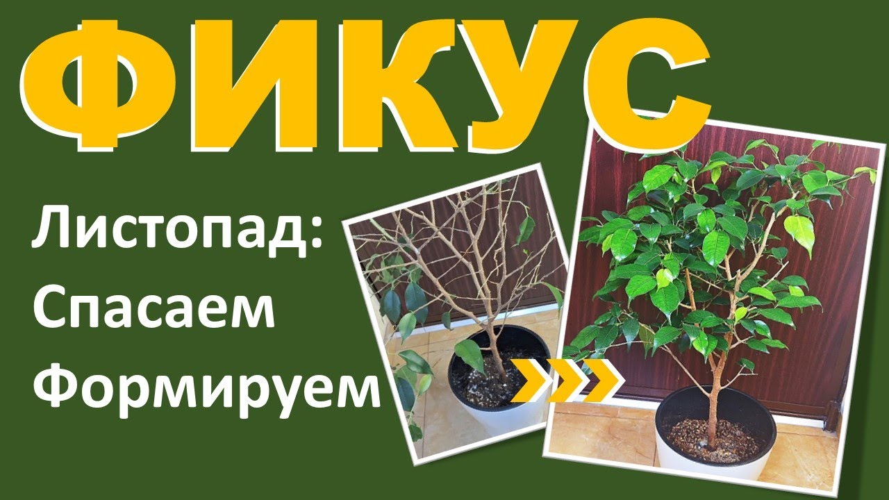 ФИКУС Бенджамина. Опадают листья: причины, реанимация, формирование кроны