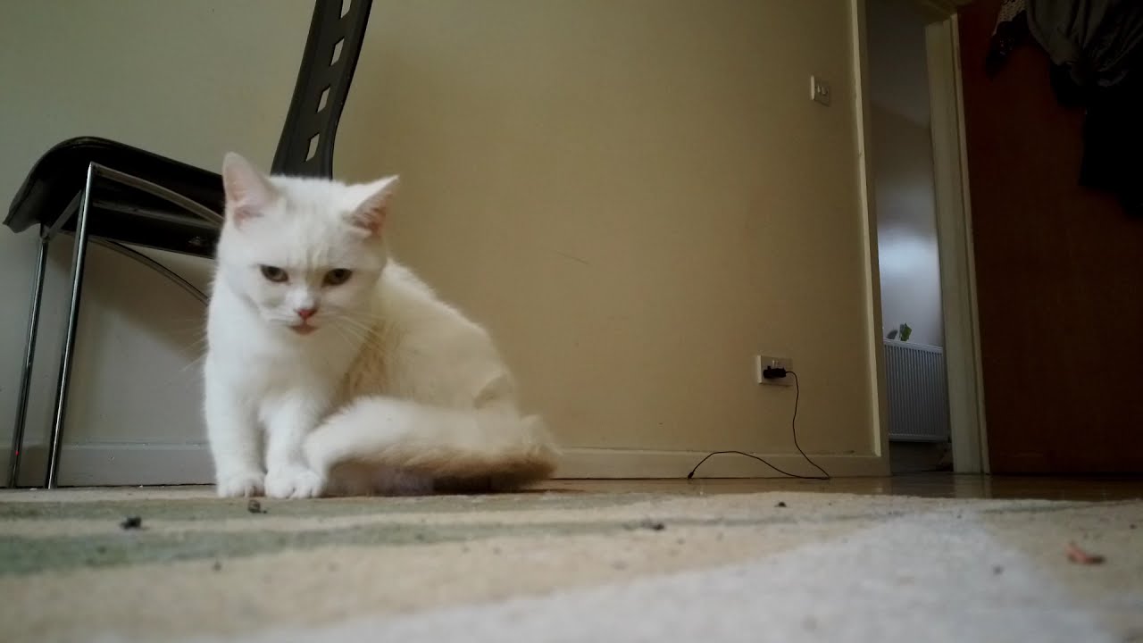 Beautiful White Kitten Scratching Funny pet cat watching into camera and scared
