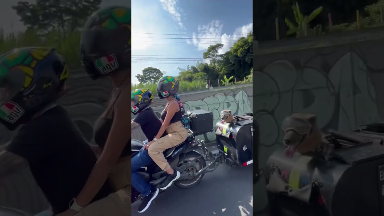 #MotoAdventure #DogsOnRoad #bikerlife  Moto Journey with Dogs: Meet Our Adventure Squad!