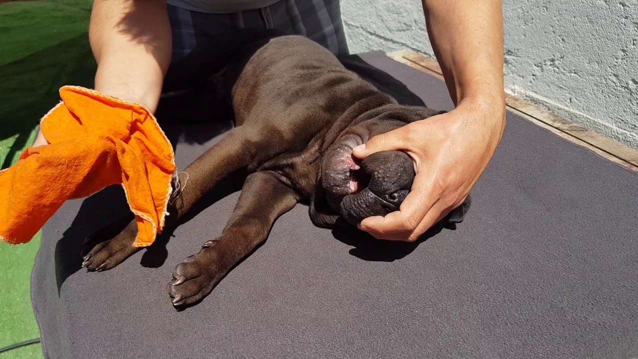 Baño de Sharpei con agua y vinagre de manzana