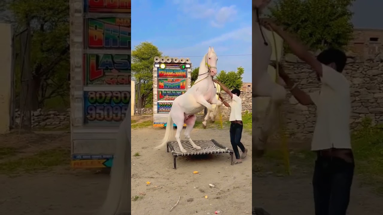 The mare danced on the cot || Rajsthani Ghodi Dance || Rajsthani Horse Dance || Horse Dance 2025