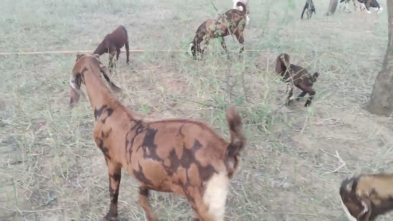 सिरोही और गुजरी में नया नोट किसी भाई को चाहिए तो संपर्क कर सकता है  फेसबुक यूट्यूब पर अपना चैनल 