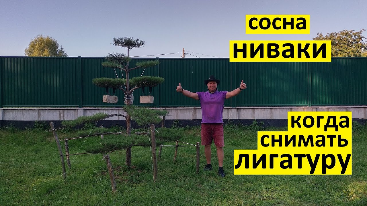 Когда снимать лигатуру с веток сосны ниваки в стиле котобуки.