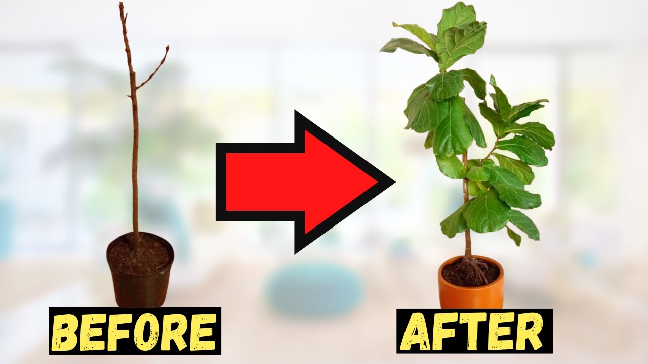 Is your Fiddle Leaf Fig DYING? Follow this tips ASAP to save it