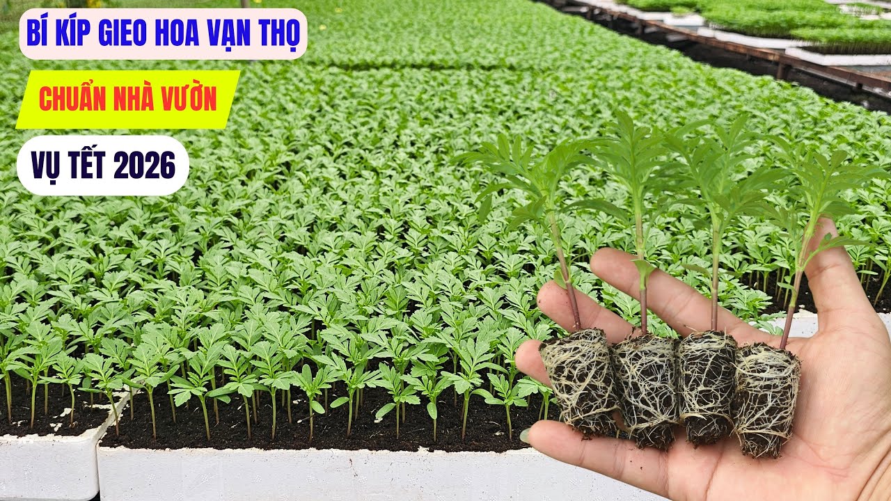 Bí kíp gieo vạn thọ chuẩn nhà vườn – Nảy mầm nhanh, lên đều như ý