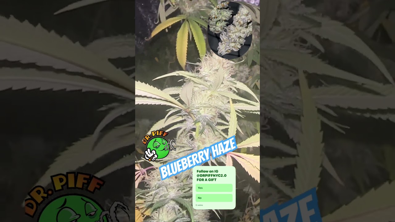 #DRPIFF #HAZE #NYC #BLUEBERRY #ZAZA #AAA+ #WUTANG #SHADOWBOXING