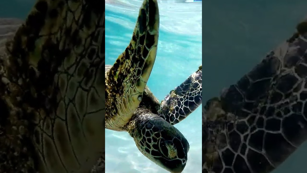 The honu 🐢 is more than just a sea turtle