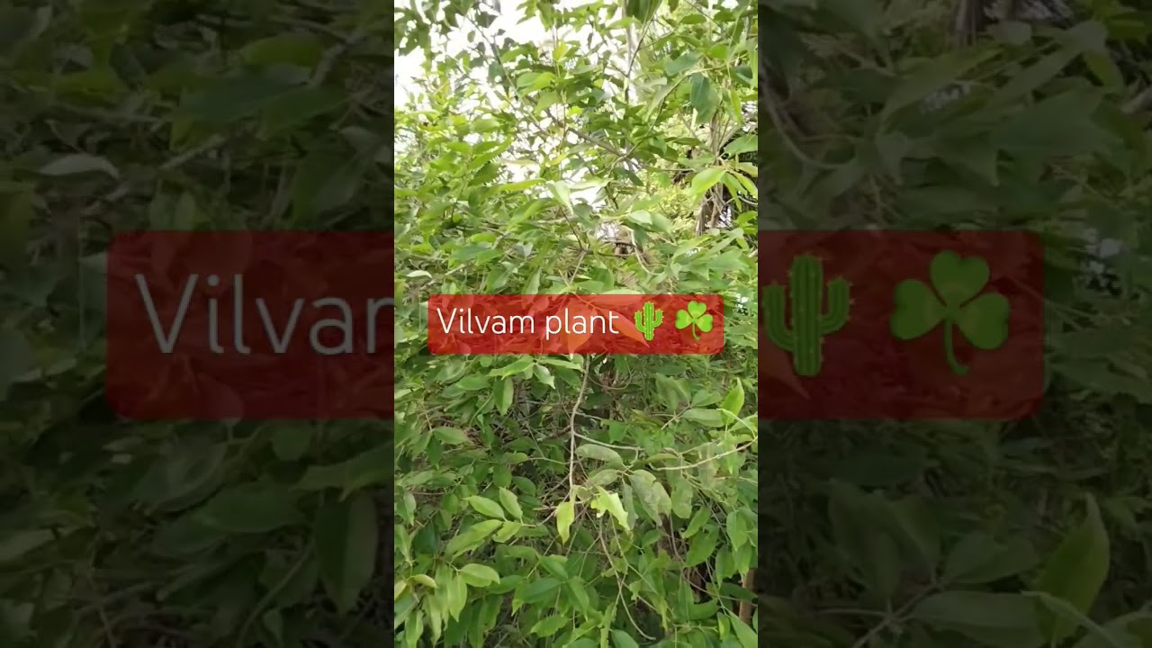 Vilvam plant ☘️🌵