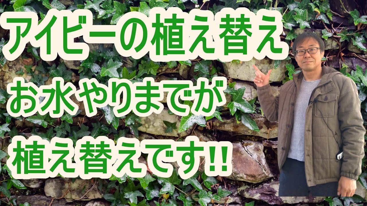 [ガーデニング] アイビーの植え替え「ナーセリーでもあるプロガーデナーが、根詰まりしたアイビーを植え替える」