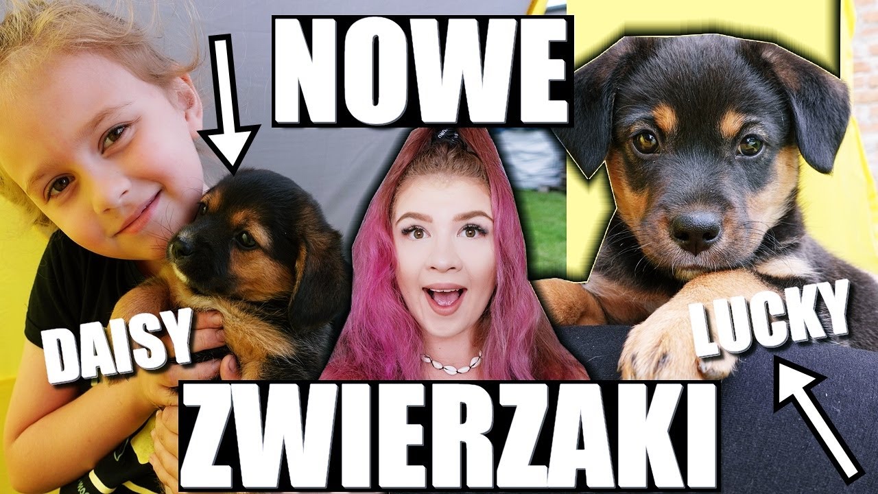 NASZE NOWE ZWIERZAKI 💜 PRZYGARNĘLIŚMY DWA SZCZENIAKI 💜 VLOG
