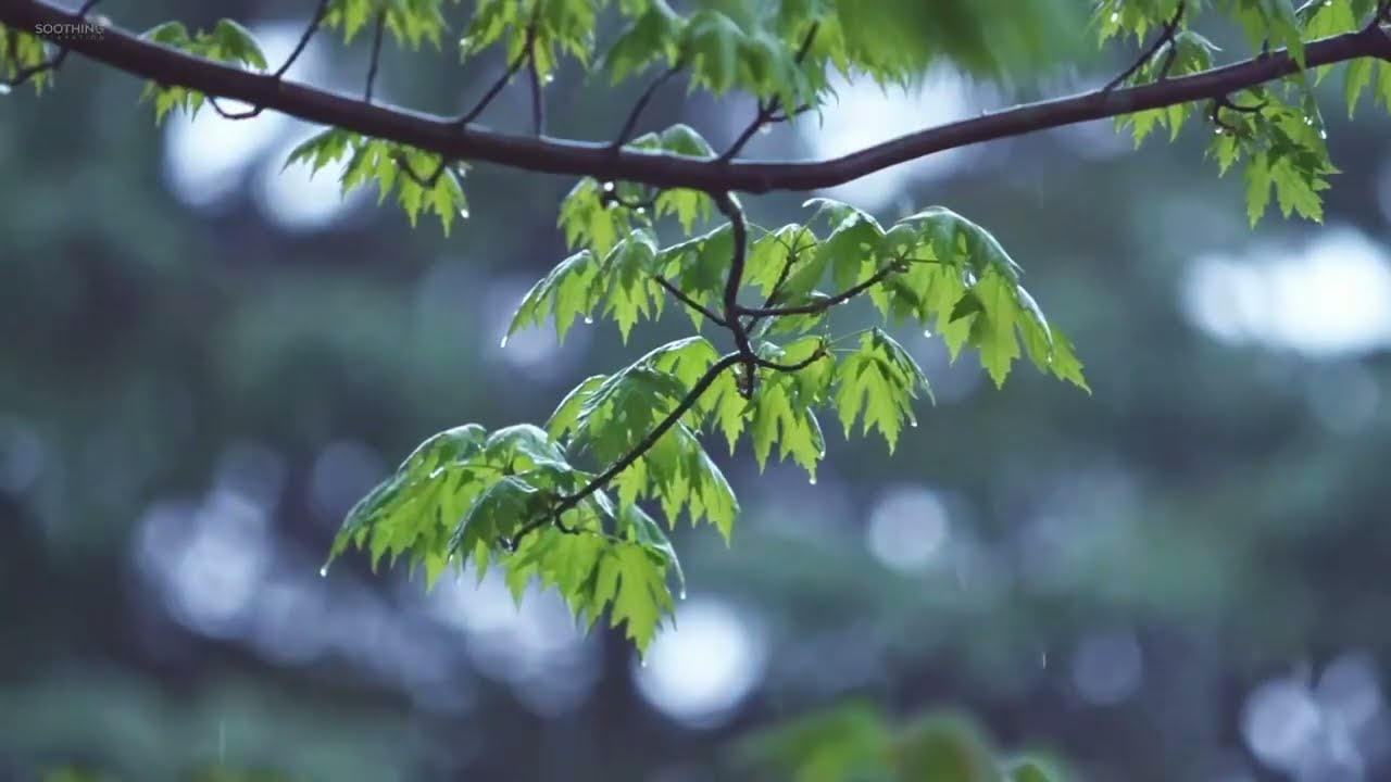 سورة ال عمران محمد ايوب بدون اعلانات |surah al imran