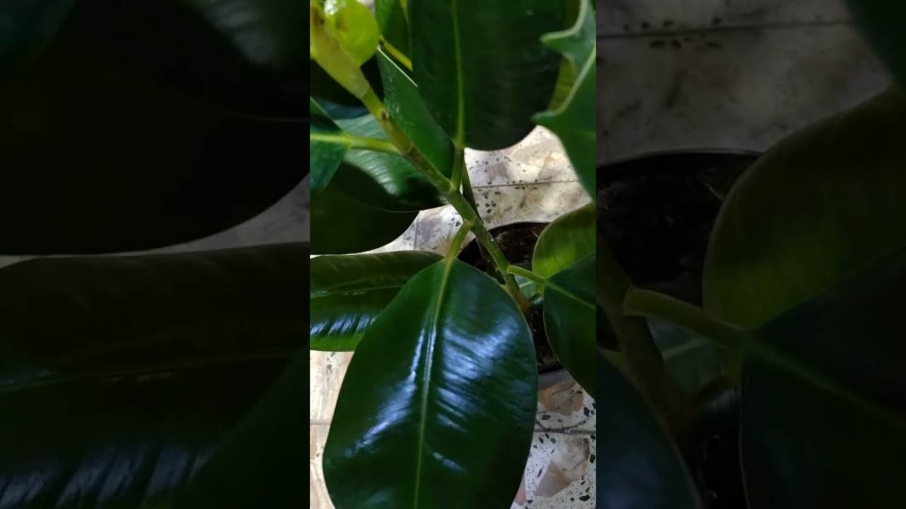 كيفية العناية بنبات المطاط  الفكس مرن Ficus Decora نباتات الداخلية سبب ألأصفرار للنباتات