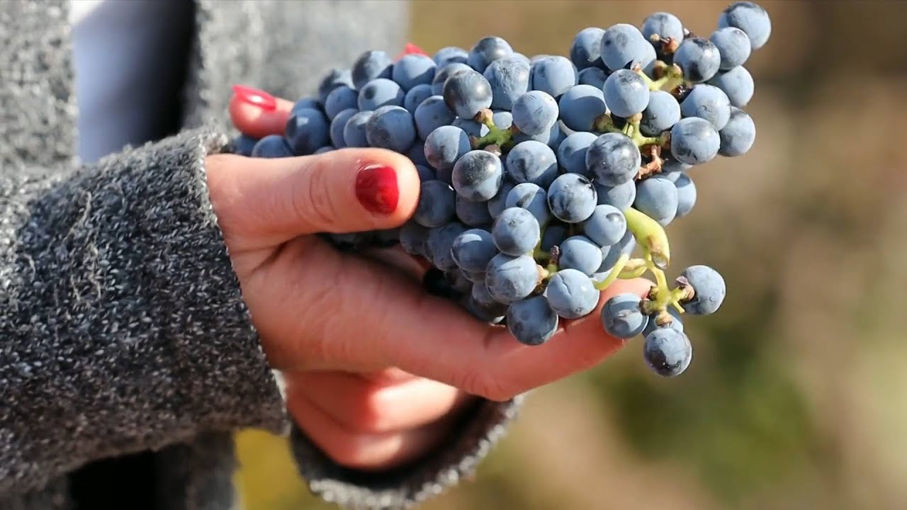 French woman pursues wine-making dream in Ningxia, China