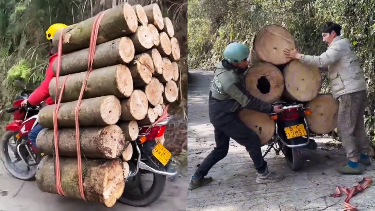 Dangerous Operation! A Motorcycle Is Strapped With A Huge Pile Of Logs!#kindness #adventure