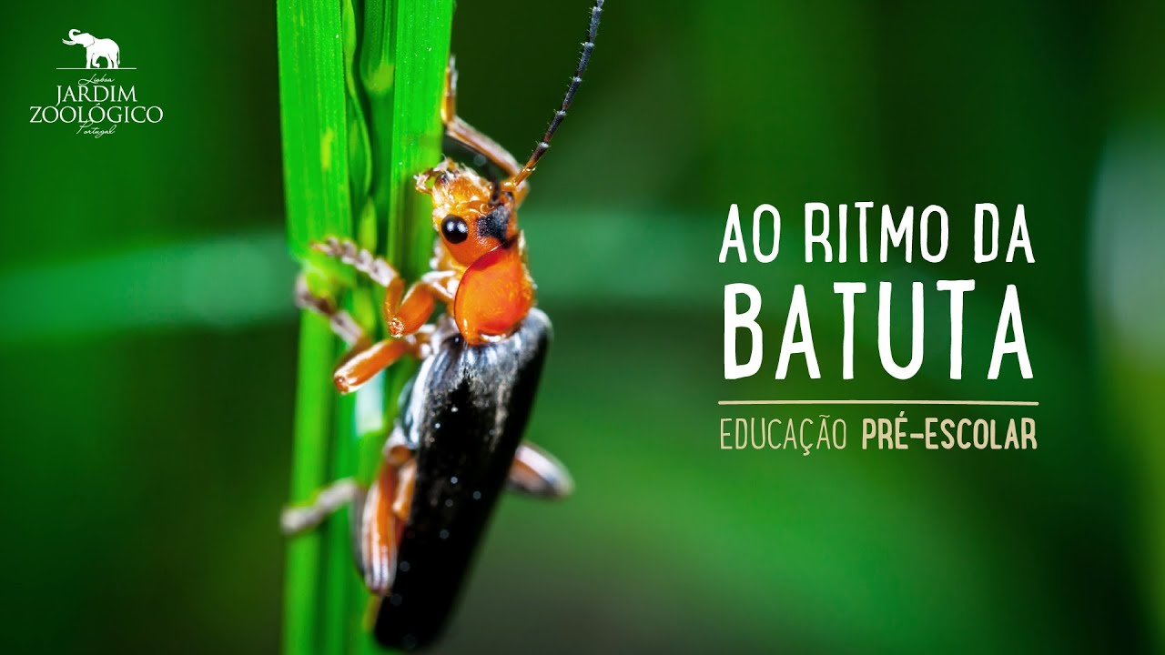 Ao Ritmo da Batuta - Educação Pré-escolar | Jardim Zoológico