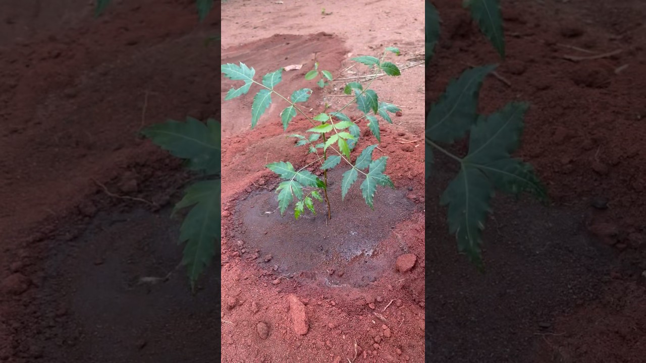 How to plant & make neem tree grow faster #neemtree #asmr