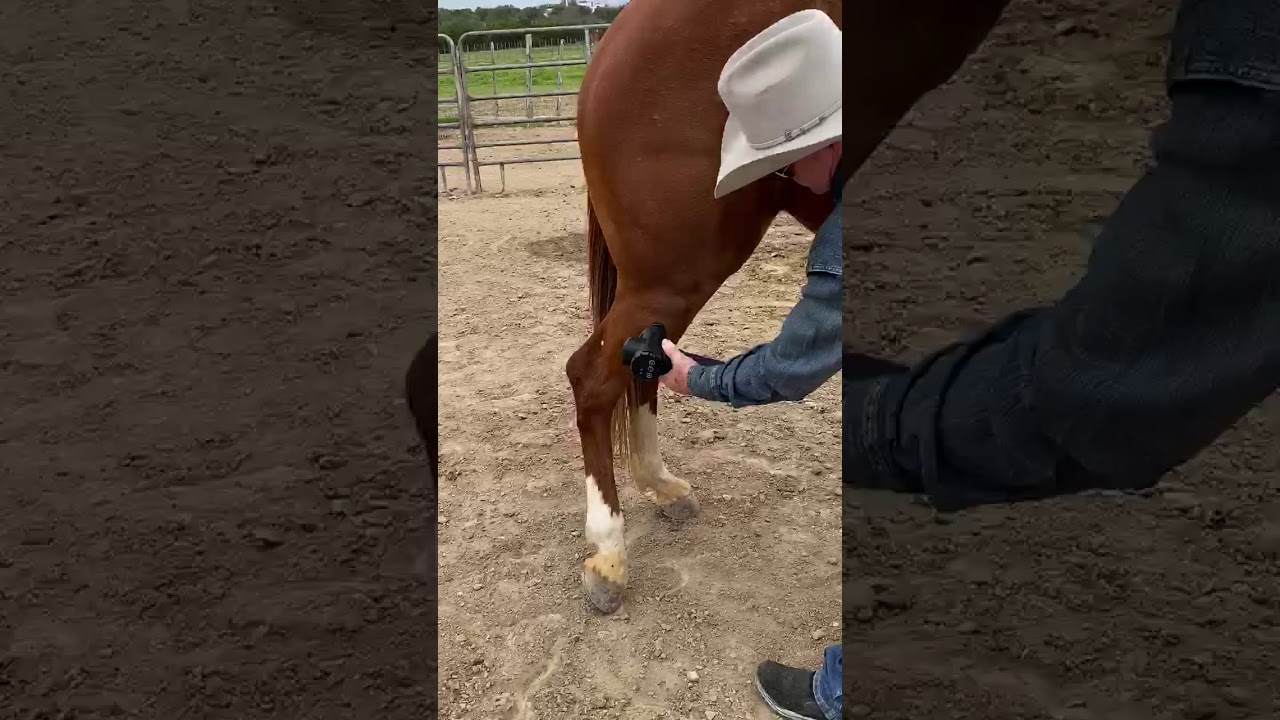 Equine Massage Gun for Using on Horses | Flat Attachment