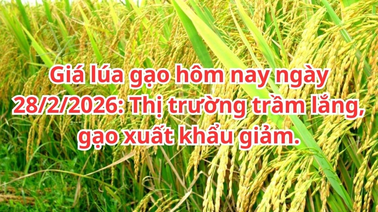 Giá lúa gạo hôm nay ngày 28/2/2026: Thị trường trầm lắng, gạo xuất khẩu giảm.