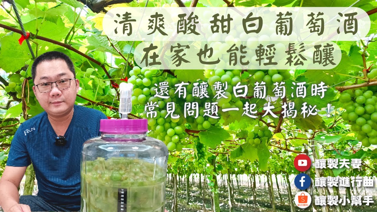 【釀製夫妻】金香白葡萄酒釀給你看（上集）White wine｜在家也能輕鬆釀出白葡萄酒｜白葡萄酒釀製實作影片｜清爽酸甜｜香檳氣泡｜wine｜釀製進行曲｜釀製小幫手｜果酒釀製實作｜科學釀製｜釀酒技巧