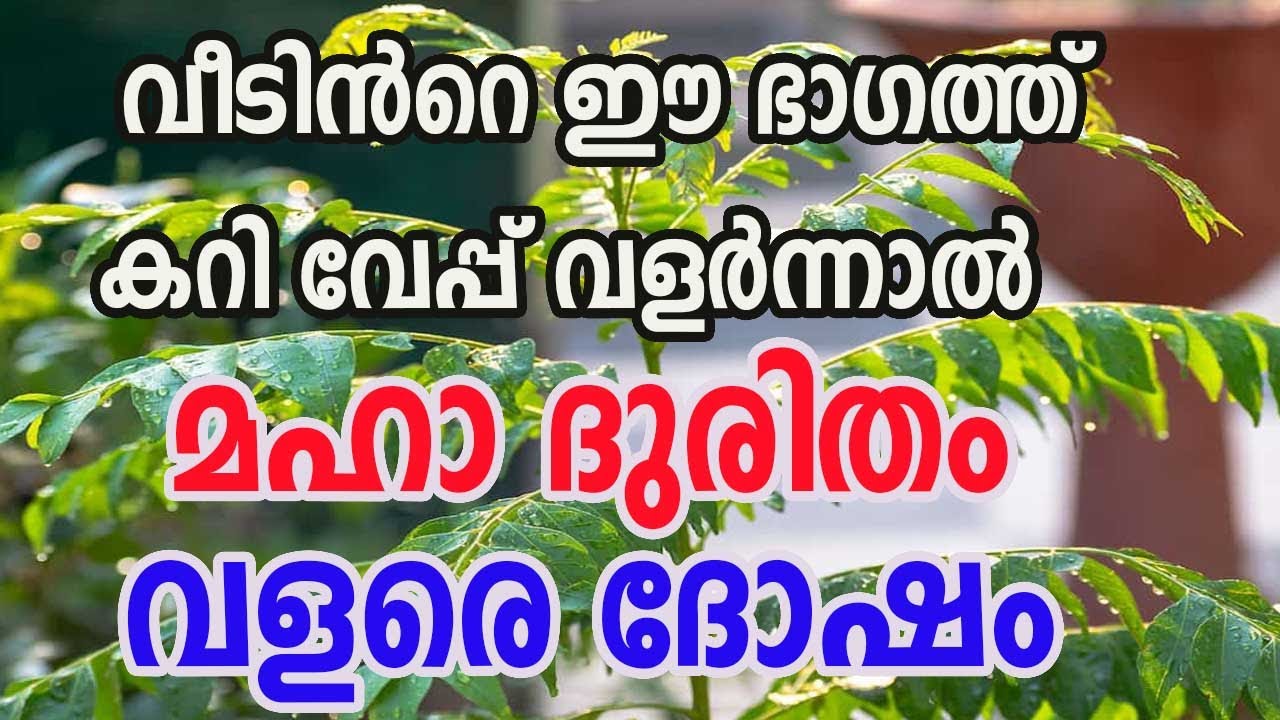 കറിവേപ്പില ഒരിക്കലും ഇങ്ങനെ ചെയ്യരുതേ... വലിയ ദോഷം, മരണ ദുഃഖം ഫലം, ശ്രദ്ധിക്കണേ...