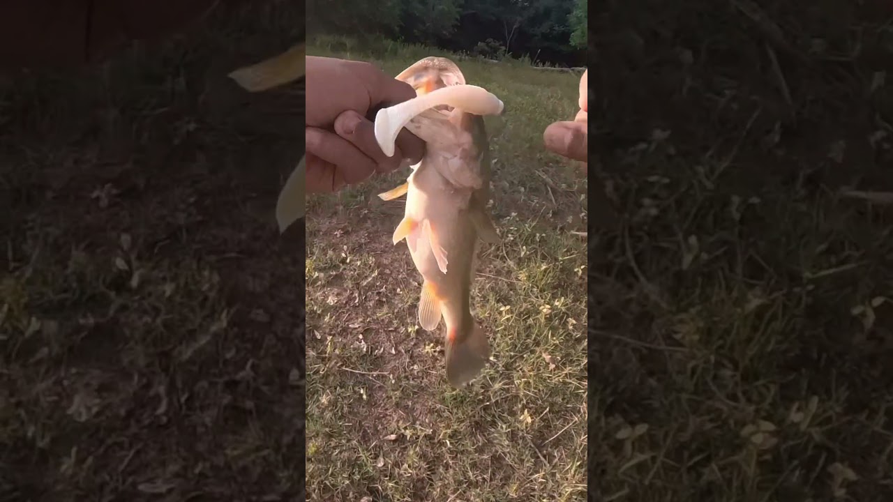 6thsense divine swimbait #shortsfeed #shortsviral #bassfishing #shortsyoutube #shortsvideo #goviral