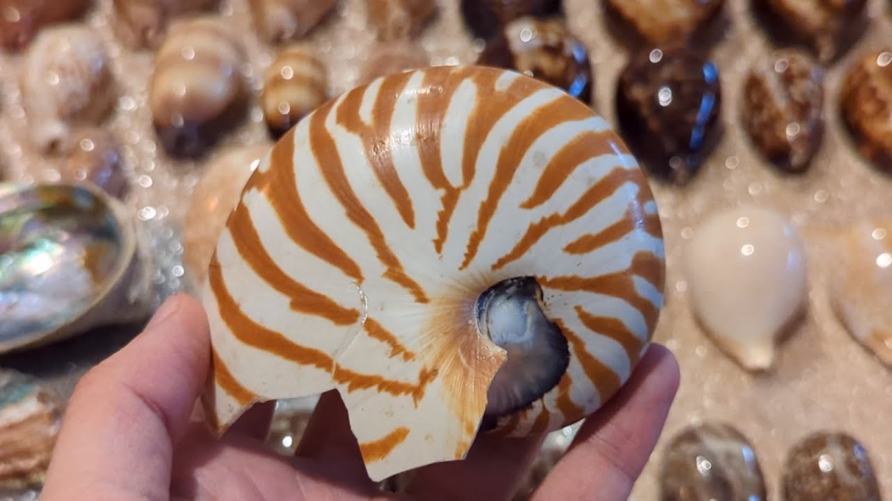 Best shelling finds of 2022