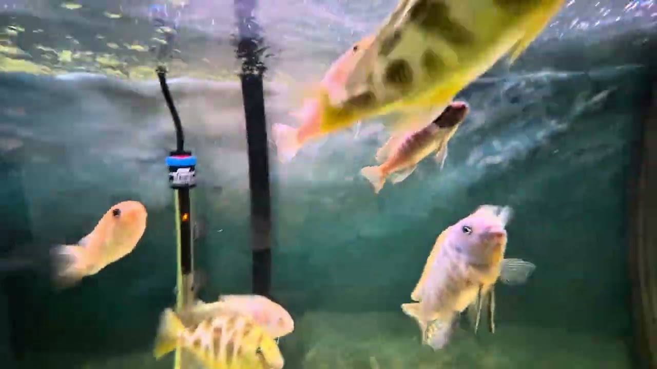 FX6 Cleaning Footage Lost… Relaxing Fish View 🐠✨