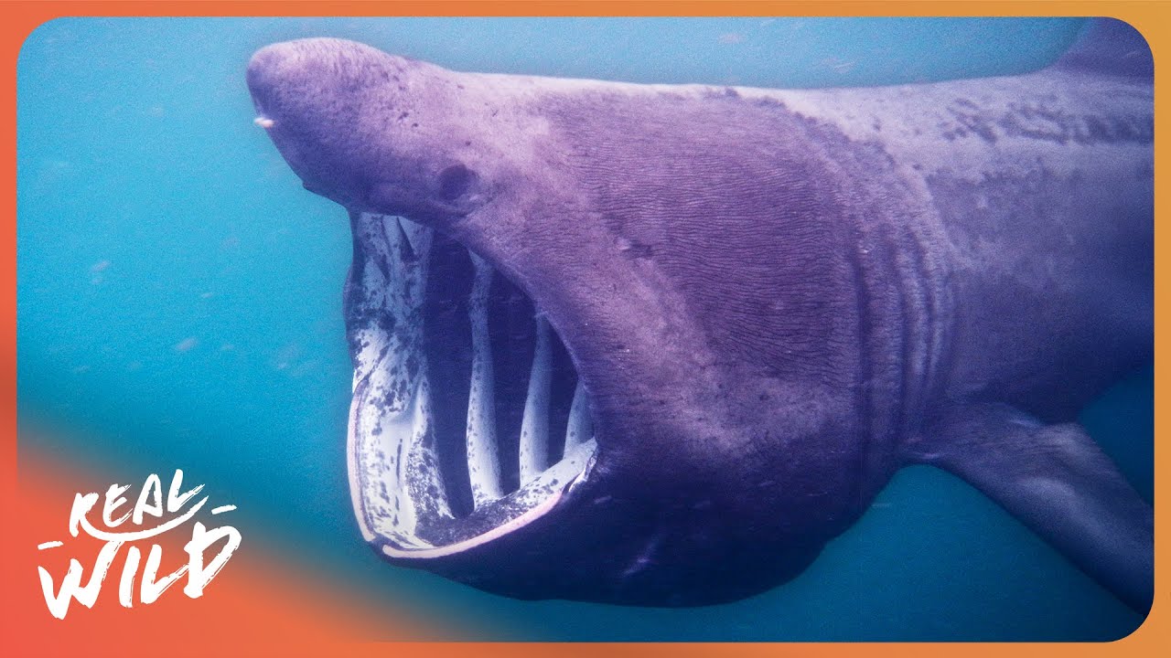 FREAKS OF THE SEA | The Ocean's Top Predators | 4K