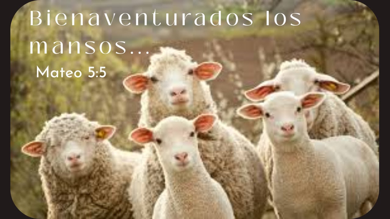 Bienaventurados los mansos... | Mateo 5:5