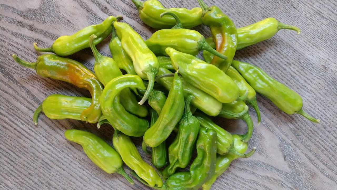 Cooking the Harvest: Pickled Shishitos