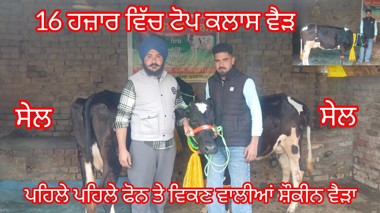 16 ਹਜ਼ਾਰ ਵਿੱਚ ਟੋਪ ਕਲਾਸ ਵੈੜ ਉਡਦੀਆਂ ਵਾਲੇ ਰੇਟ /cow for sale /cheema dairy farm 