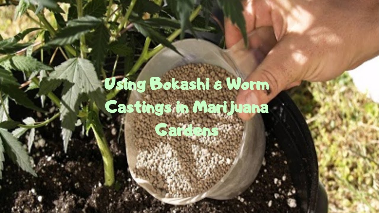 How To Use Bokashi and Worm Castings in Your Marijuana Garden