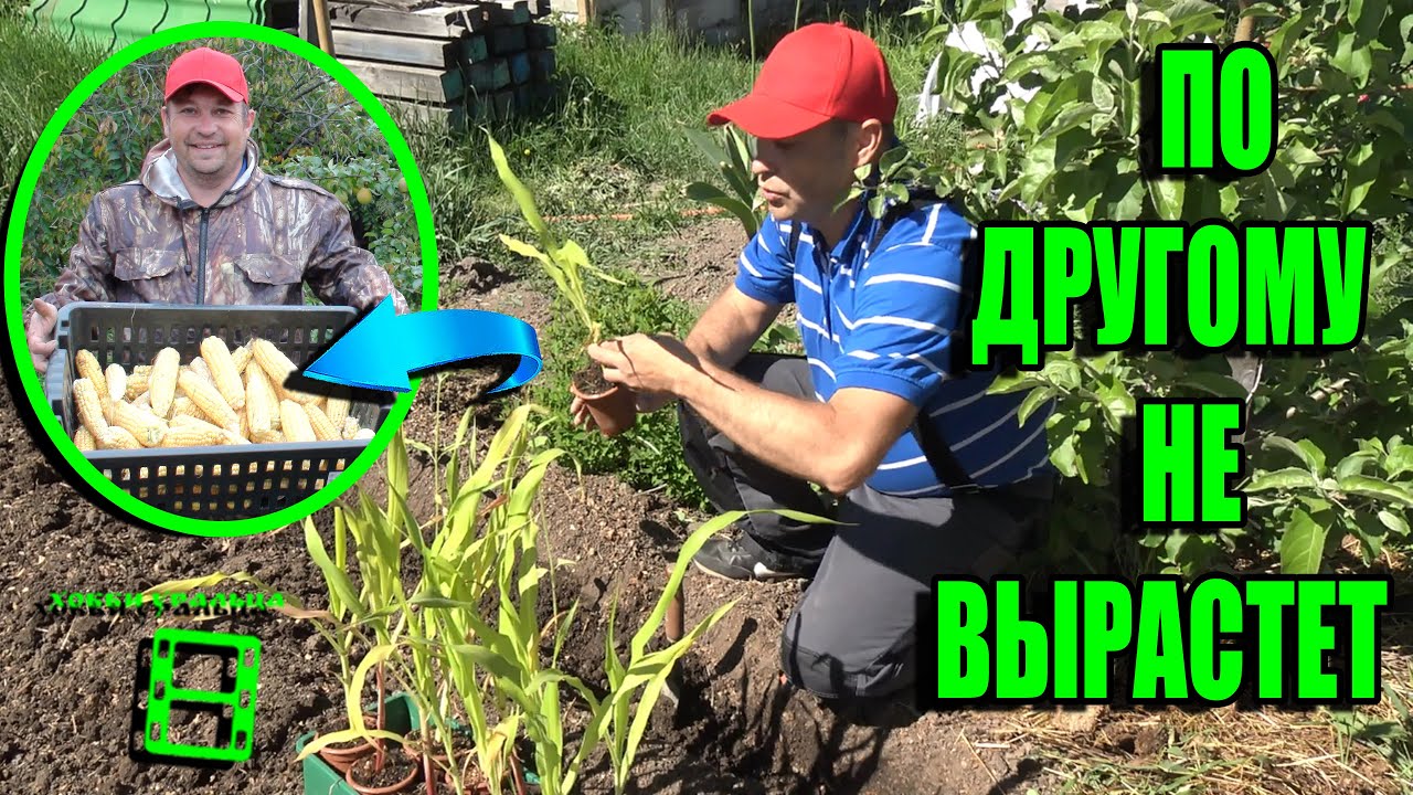 ТОНКОСТИ ПОСАДКИ РАССАДЫ КУКУРУЗЫ И ПОДСОЛНУХА В СЕВЕРНЫХ РЕГИОНАХ. САД (ОГОРОД) И ТЕПЛИЦА 19-21