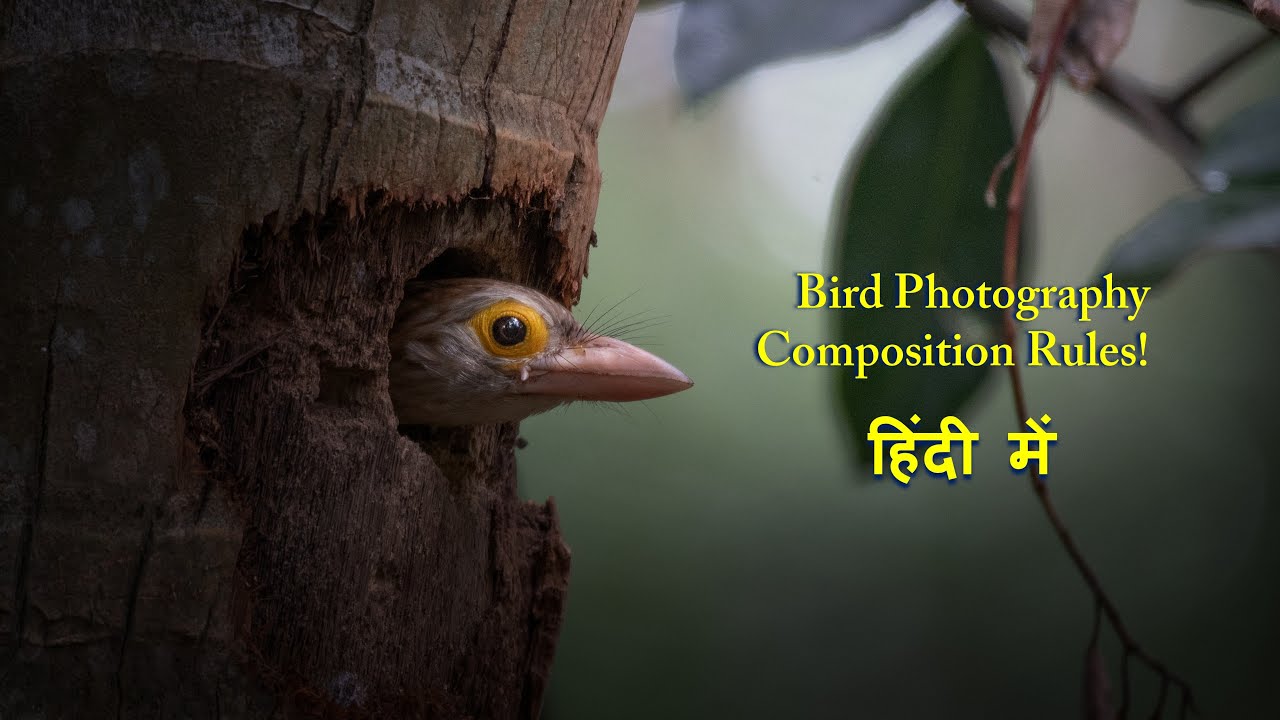 Wildlife Photography Composition Rules | Bird Photography Tips and Tricks |