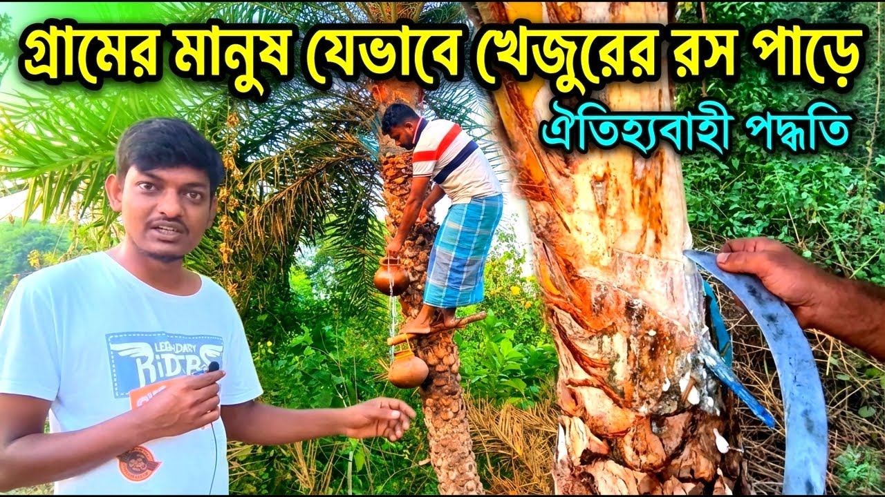 গ্রামের মানুষ যেভাবে খেজুরের রস পাড়ে ||#vlog