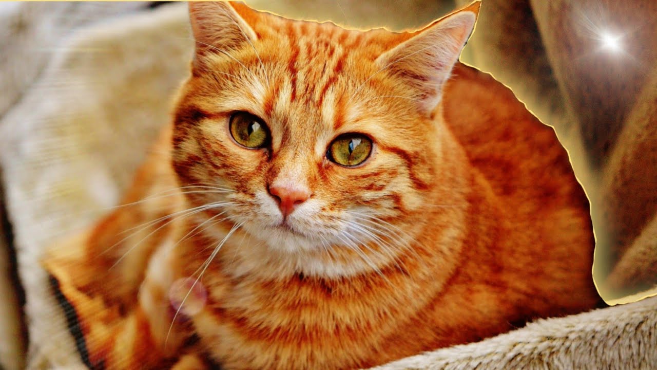 10 Melhores Raças de Gatos para se ter em Casa